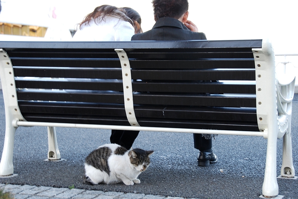 冬の猫　４