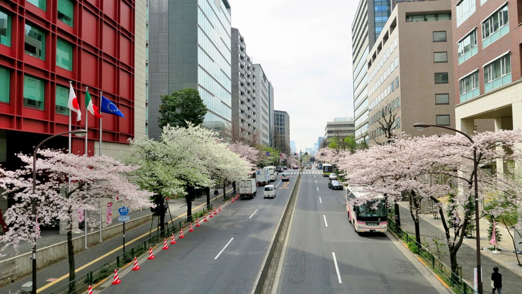 内堀通りの桜並木 By たま407 Id 写真共有サイト Photohito