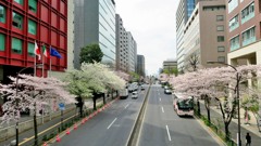 内堀通りの桜並木