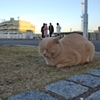 冬の猫　３