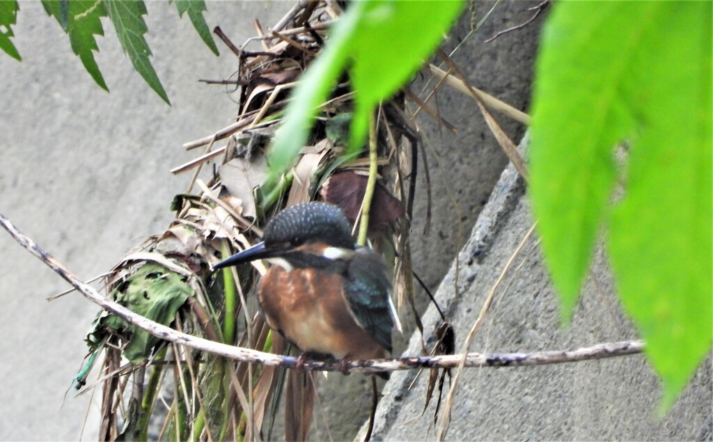遠くのカワセミ
