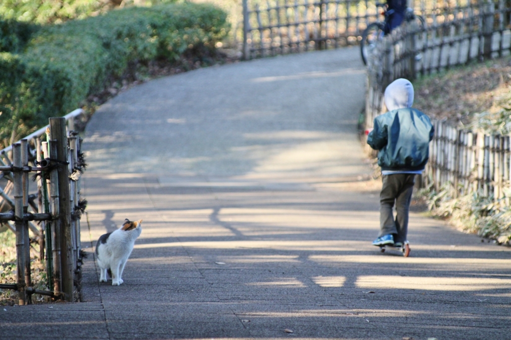 横浜「山手公園」の子供を警戒する猫