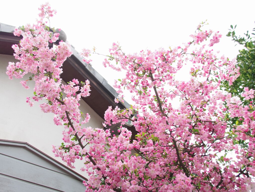 お気に入りの桜