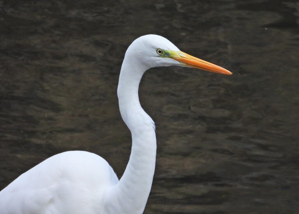チュウサギ