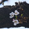 まだ三分咲き