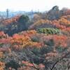 まだ鑑賞できます