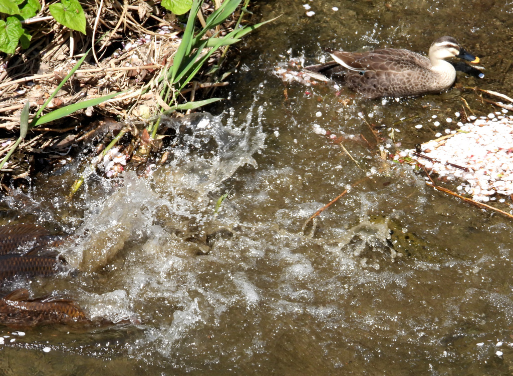 カルガモも避難