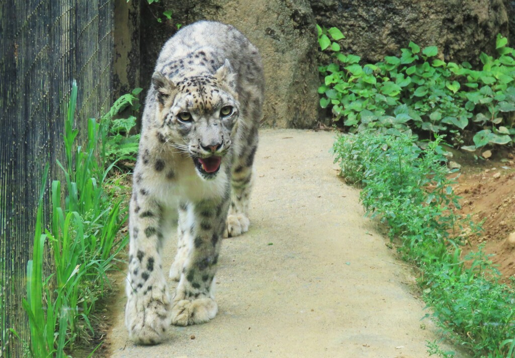 ユキヒョウさん