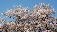 まだ元気です