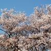 まだ元気です