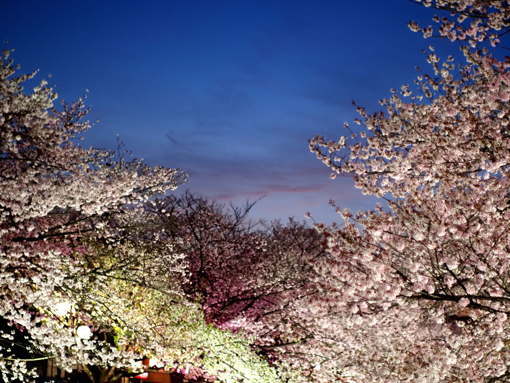 マジックアワーと夜桜