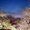 マジックアワーと夜桜