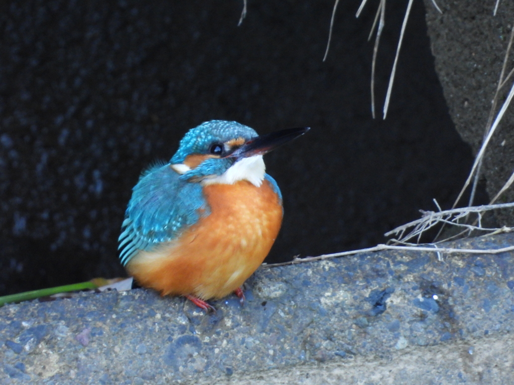 １羽目のカワセミⅡ
