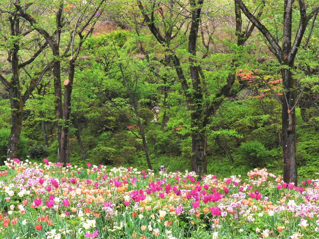 ベルビアよりおとなしい発色