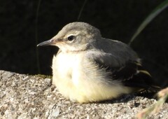 キセキレイの幼鳥