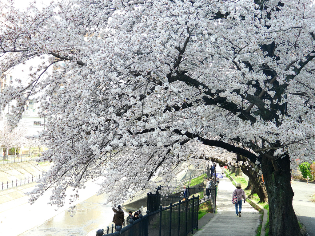 駅近の桜並木