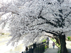 駅近の桜並木