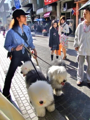 MOTOMACHI DOGS
