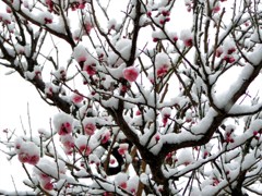 雪に包まれた梅の花