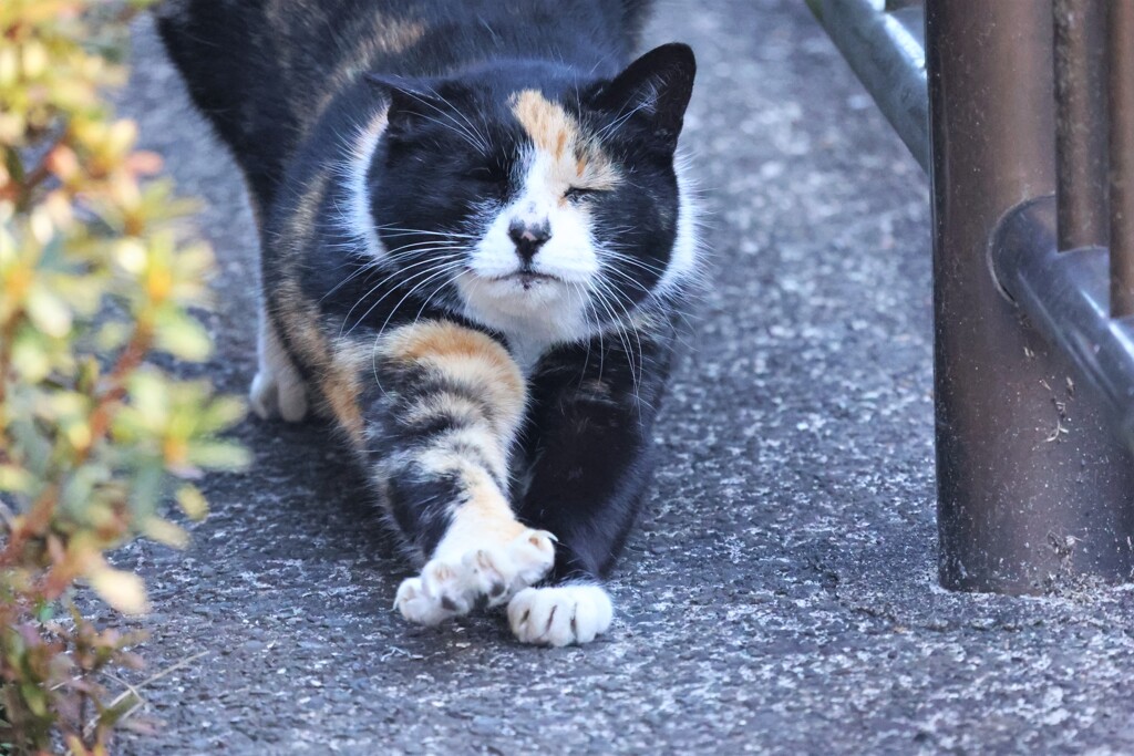 伸びする相棒