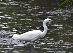 ご無沙汰のダイサギ