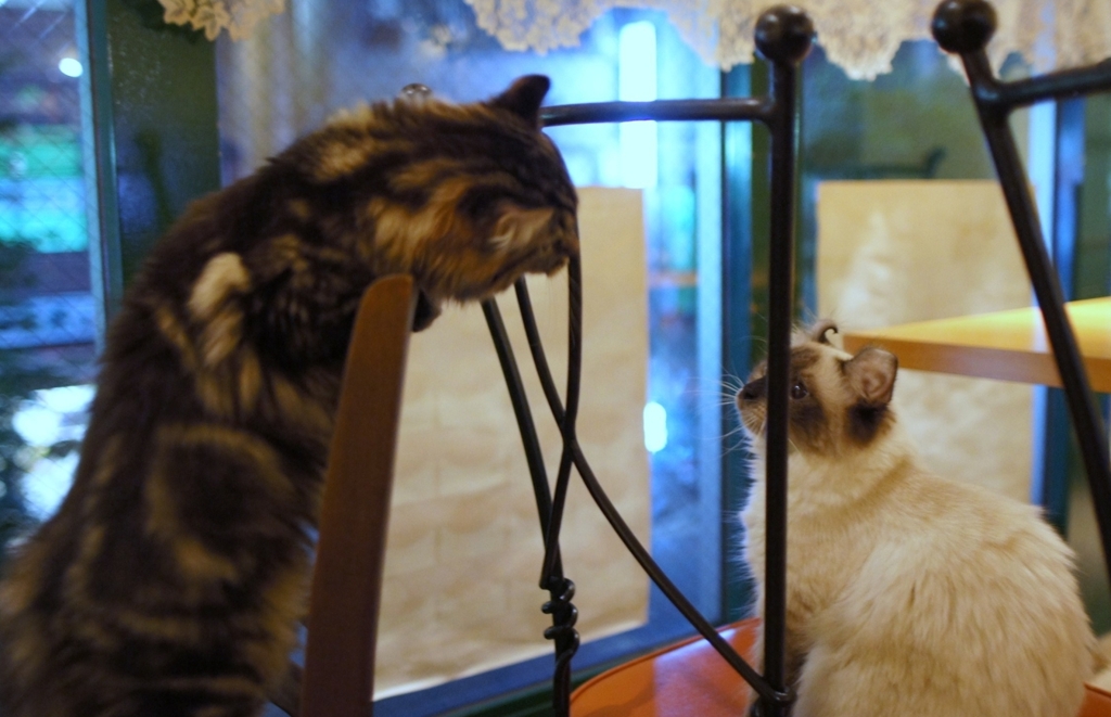 お姉ちゃん、最近欲求不満じゃないの～