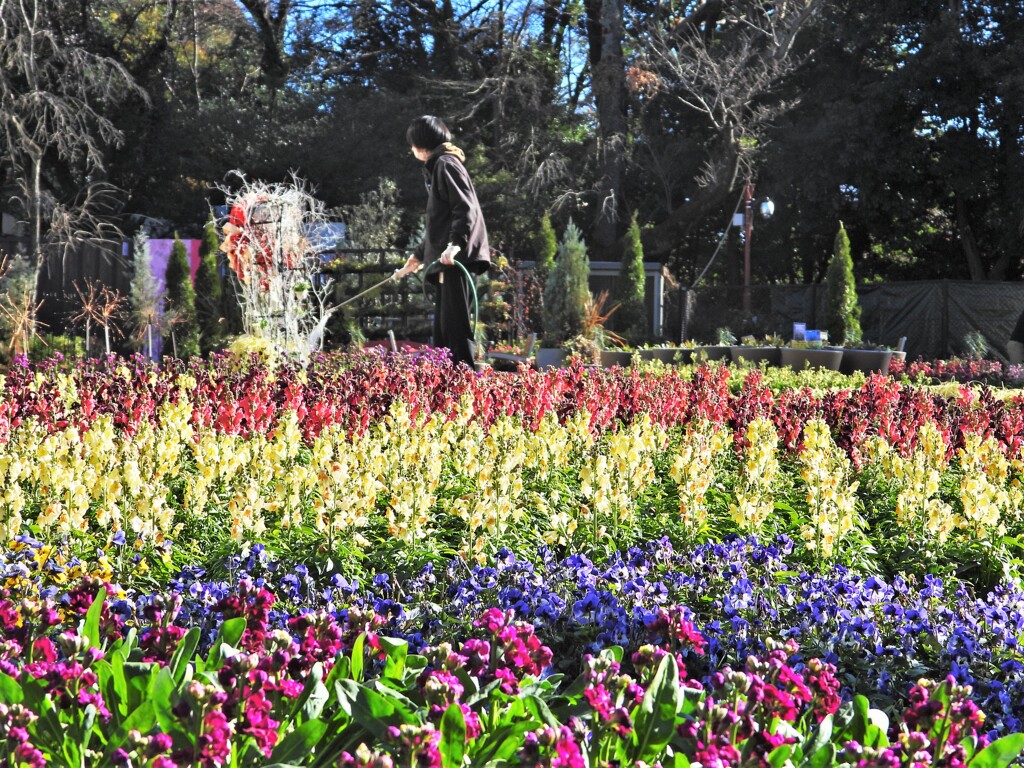 寂しい花園