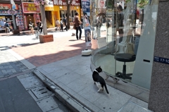 新宿歌舞伎町のノラ猫