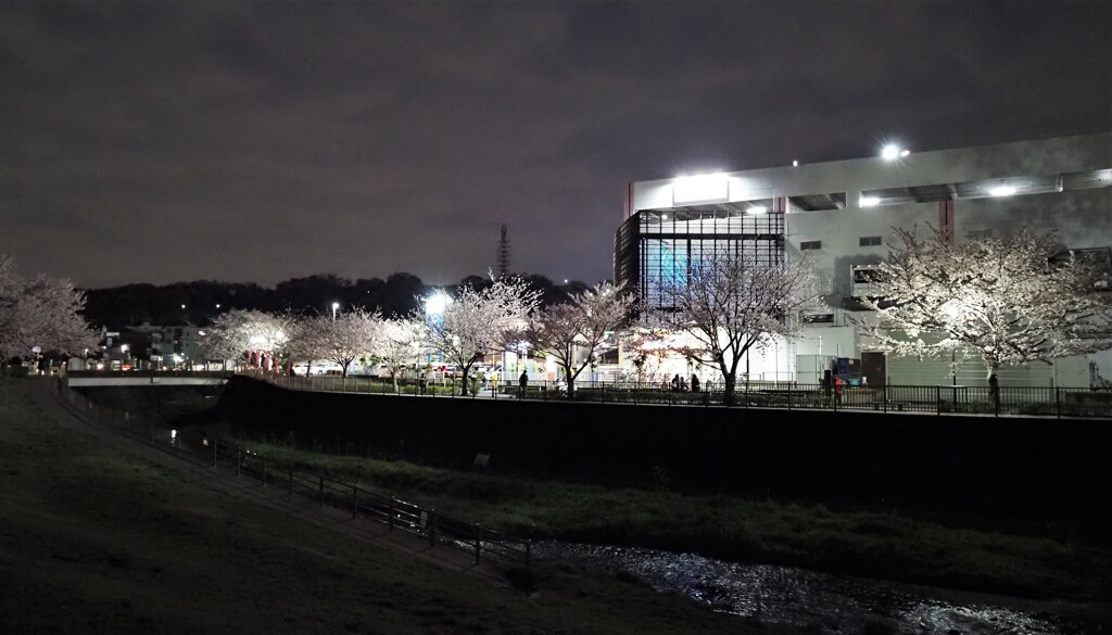 夜の親水公園