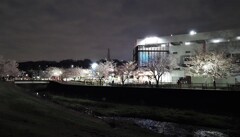 夜の親水公園