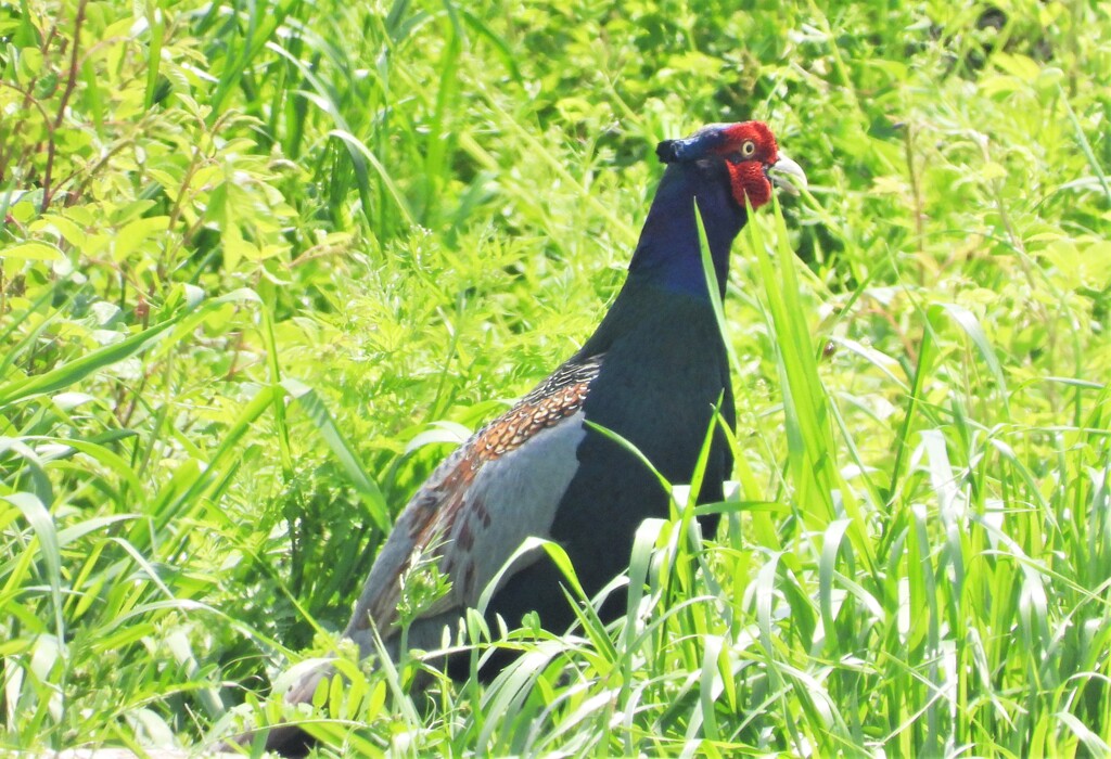 キジも鳴かずば撮られまい