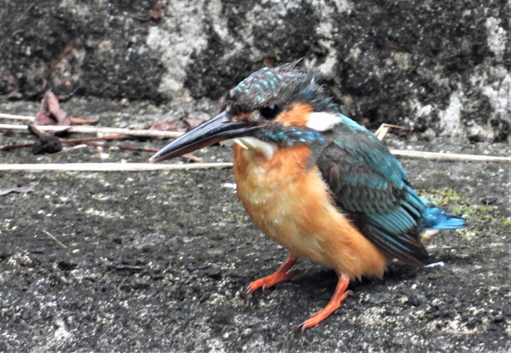 カワセミがいた！