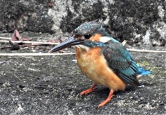 カワセミがいた！