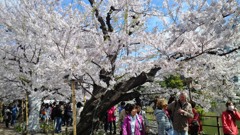 最期の桜