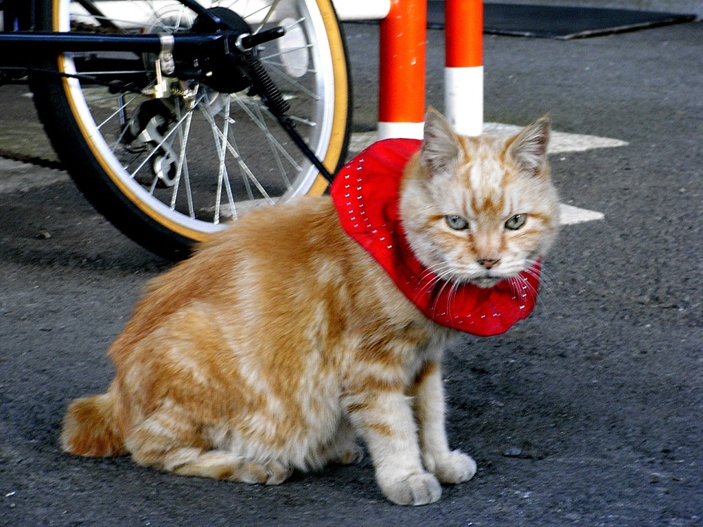 七夕に天に召された“ハマのかーさん”