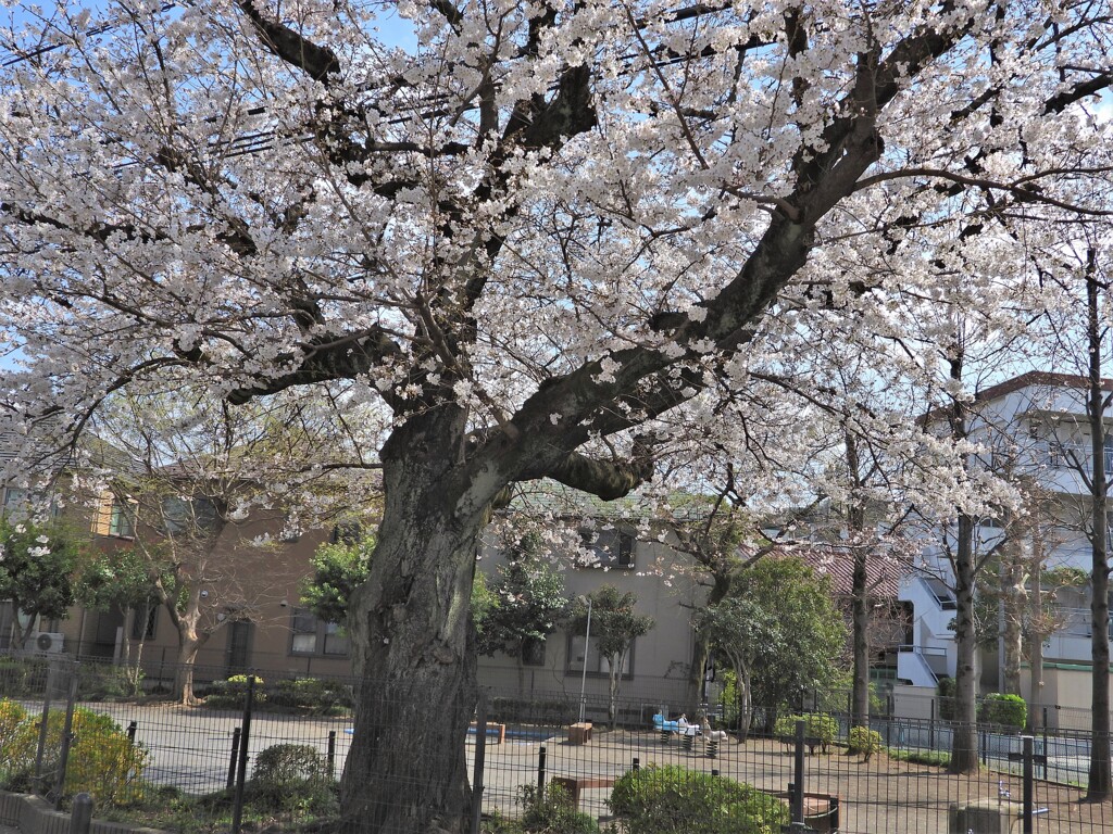 公園の桜