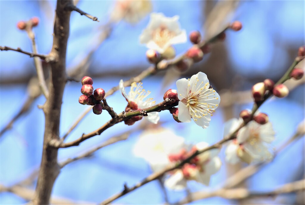 梅の花