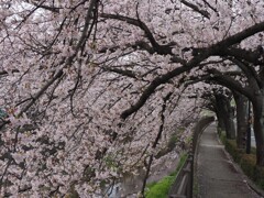 桜のトンネルは