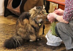 ニャに、猫草？
