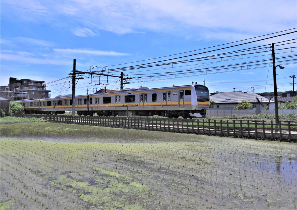 田植えの季節