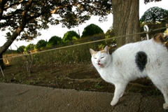 アピールするトオル（横浜「港の見える丘公園」）