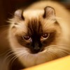 オーちゃんは挨拶に来てくれました