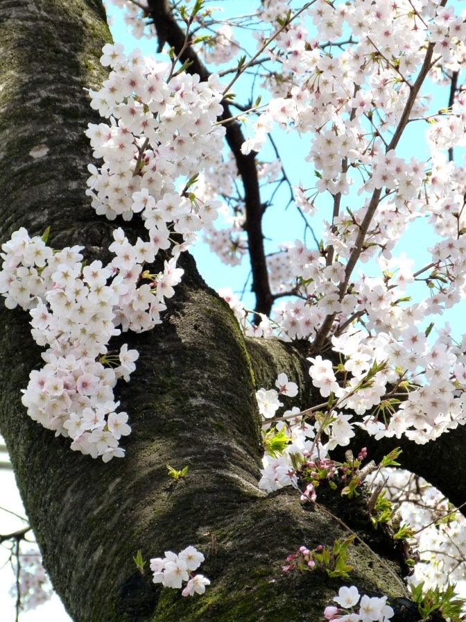 九段の桜 
