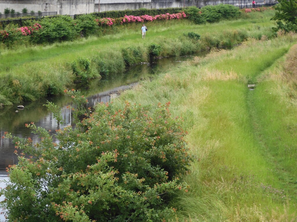 野川