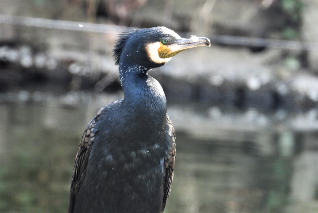 カワウ