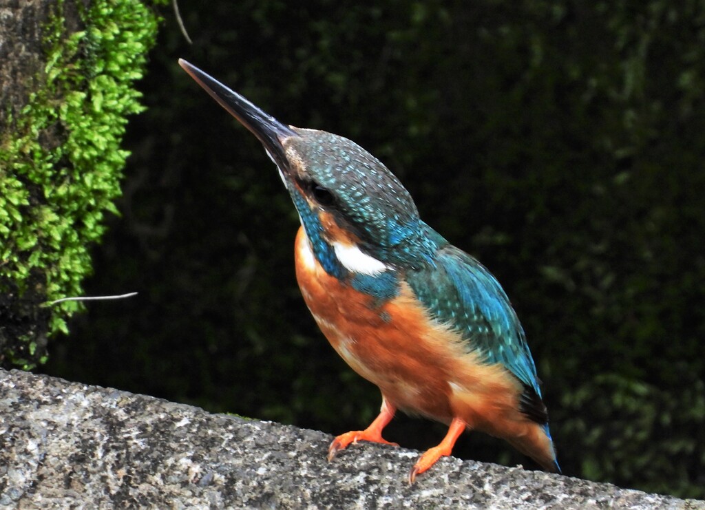 帰り道のカワセミ