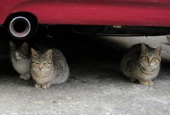 東京・新宿税務署裏のねこ