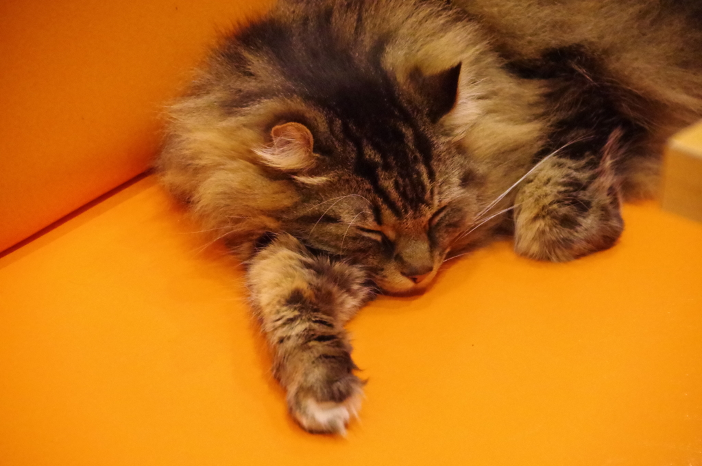 「うさぎの日」のカイ君
