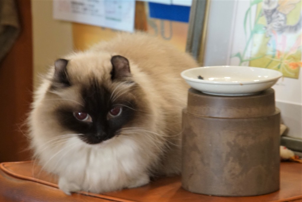 オーちゃんゴメン