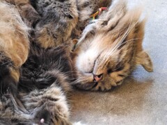 カイザー店長代理